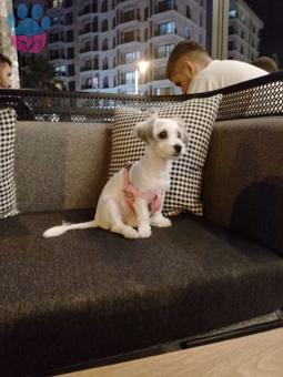 Maltese Terrier Güzel Kızıma Eş Arıyorum