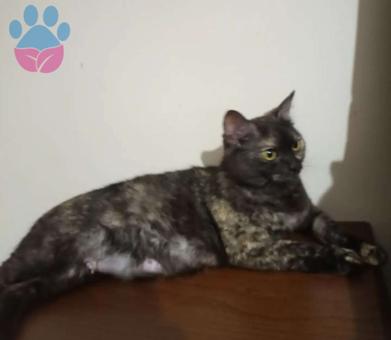 British Shorthair 18 Aylık Kızgınlıkta Kedime Eş Arıyorum