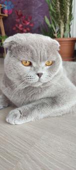 Scottish Fold 1 Yaşındaki Duman Eş Arıyor