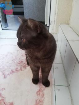 British Shorthair Oğluma Eş Arıyorum