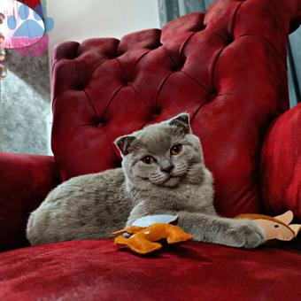 Scottish Fold Kedimize Eş Arıyoruz 7 Aylık