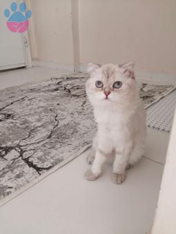 Scottish Fold Blue Point Kızım İçin Eş Arıyorum