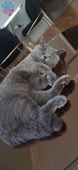 British Shorthair Oğlumuz Mars Eş Arıyor