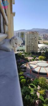 Scottish Fold Oğlum Romeo Eş Arıyor