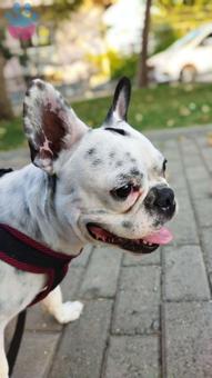 French Bulldog 1 Yaşındaki Oğlumuza Eş Aranıyor