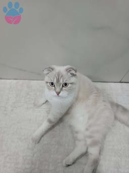 Scottish Fold 1 Yaşındaki Kızıma Eş Arıyorum