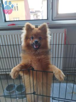 Pomeranian Boo Oğlumuza Eş Arıyoruz