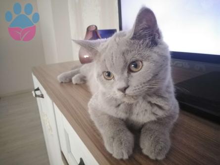 British Shorthair Ares 9 Aylık Kedime Eş Arıyoruz