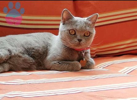 British Shorthair Kızgınlıktaki Kızıma Eş Arıyorum