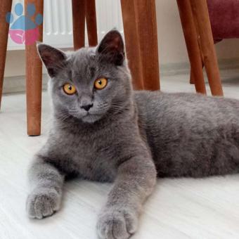 British Shorthair Oğlum İçin Eş Arıyoruz