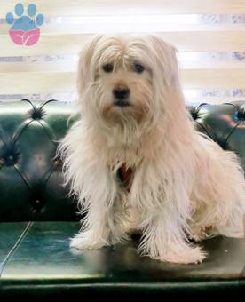 Maltese Terrier Rafi&#8217;ye Eş Arıyorum