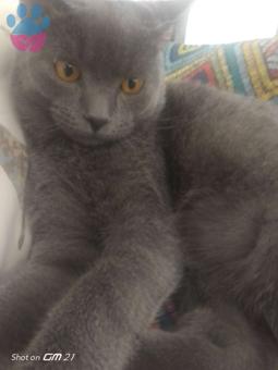 British Shorthair 8 Aylık Oğlumuza Eş Arıyor