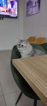 British Longhair Kedime Eş Arıyorum