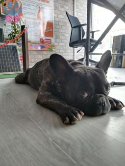 French Bulldog 2 Yaşındaki Oğluma Eş Arıyorum