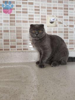 Scottish Fold Kızımıza Eş Arıyorum 8 Aylık