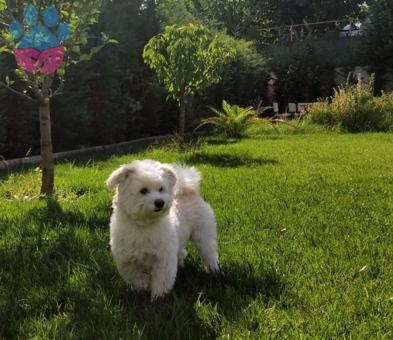 Maltese Terrier 4 Yaşında Oğlum Gundi Eş Arıyor