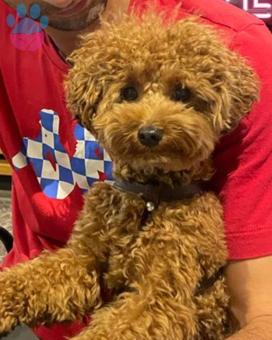 Toy Poodle Köpeğime Eş Arıyorum