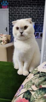 Scottish Fold Kızımıza Eş Arıyoruz