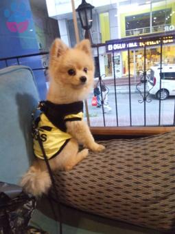 Pomeranian Boo Köpeğime Eş Dişi Arıyorum