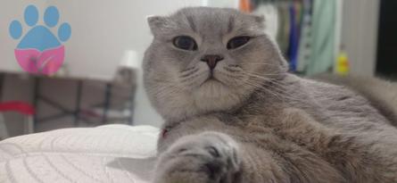 Scottish Fold Paşa&#8217;ya Dişi Eş Arıyoruz