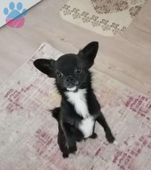 Chihuahua 2 Yaşında Köpeğime Eş Arıyorum