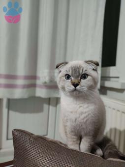 Scottish Fold 7 Aylık Kedime Eş Arıyorum