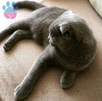 Scottish Fold Oğlumuz Şanslı için Eş Arıyoruz