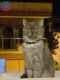 British Shorthair Dişi Kedime Eş Arıyorum