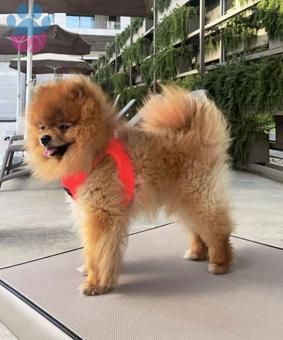 Pomeranian Boo Oğlumuz Marsh&#8217;a Eş Arıyoruz