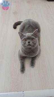 British Shorthair 10 Aylık Kızgınlıkta