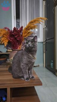 British Shorthair Bluepoint Kedime Eş Arıyorum