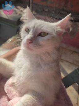Ankara Kedisi Kızım Lilaya Eş Arıyorum