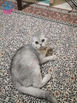 Scottish Fold Gofrete Eş Arıyoruz