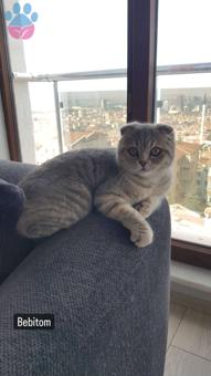 Scottish Fold Dişi Kızıma Eş Arıyorum