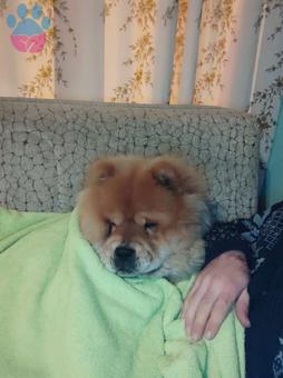 Chow Chow 2 Yaşındaki Köpeğime Eş Arıyorum