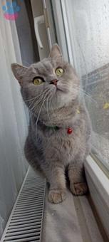 British Shorthair Kızıma Eş Arıyoruz