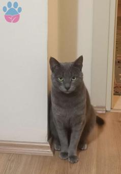 Russian Blue 2 Yaşında Kızıma Eş Arıyoum