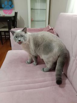 British Shorthair Blue Point Kedime Eş Arıyorum