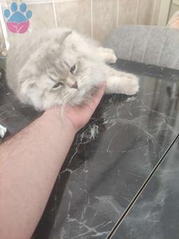 Scottish Fold Prensimize Bir Prenses Aranıyor