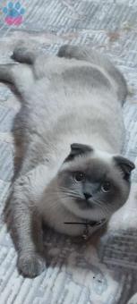 Scottish Fold Beyaz Kızıma Eş Arıyorum