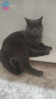 British Shorthair 10 Aylık Kedime Eş Arıyorum