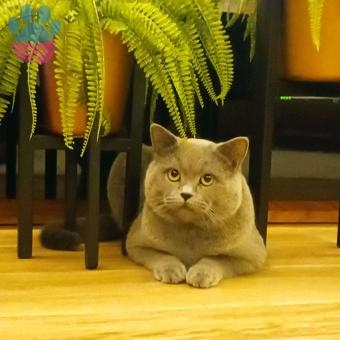 British Shorthair 1 Yaşında Oğluma Eş Arıyorum