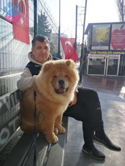 Chow Chow 11 Aylık Oğluma Eş Arıyorum