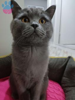 British Shorthair 10 Aylık Kedime Eş Arıyorum