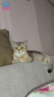 British Shorthair 8 Aylık Kedime Eş Arıyorum