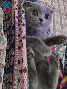 Scottish Fold Kedime British Eş Aranıyor