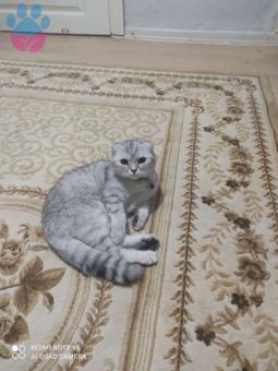 Scottish Fold 11 Aylık Kedime Eş Arıyorum