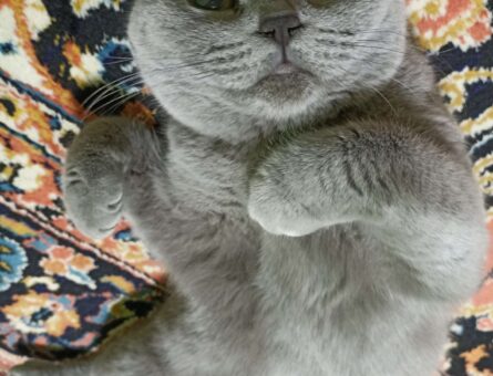 British Shorthair Kızımıza Eş Arıyoruz