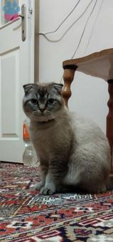 Scottish Fold 10 Aylık Kedime Eş Arıyorum