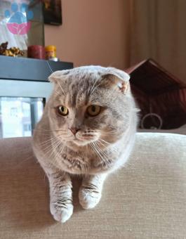 Scottish Fold Minnoş Kedime Eş Arıyorum